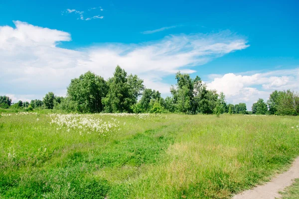 Prato Estivo Con Grandi Alberi Con Foglie Verdi Fresche Giornata — Foto Stock