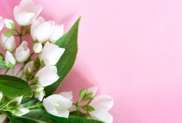 Όμορφα Λευκά Λουλούδια Γιασεμιού Ροζ Φόντο Επίπεδη Lay Χώρο Αντίγραφο — Φωτογραφία Αρχείου