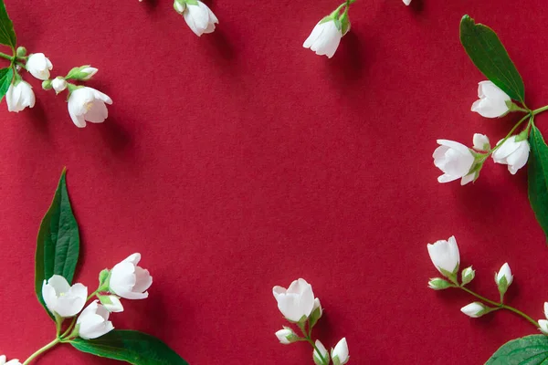 Kırmızı arka planda güzel beyaz yasemin çiçekleri. Düğün, doğum günü, parti ya da diğer kutlamalar için fotokopi odası olan daire..