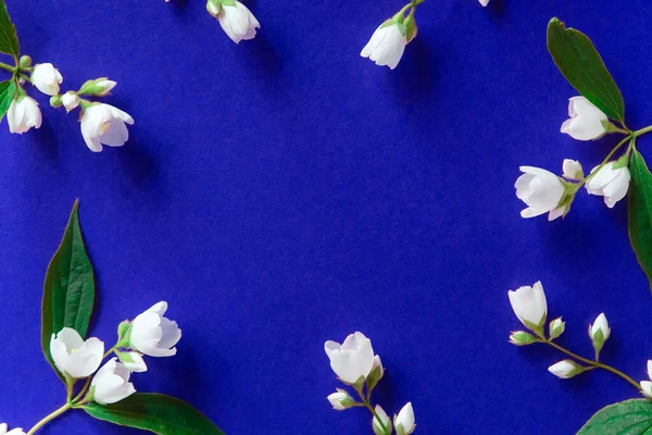 Lindas Flores Brancas Jasmim Fundo Azul Flat Lay Com Espaço — Fotografia de Stock