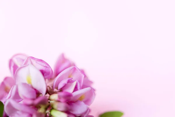 Красивые Цветы Ветка Цветами Листьями Акации Розовом Фоне — стоковое фото