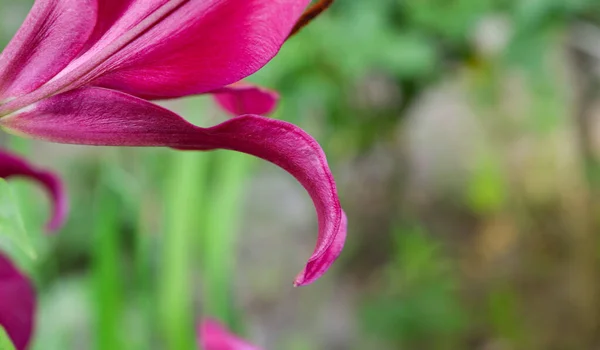 Krásná Lilie Květ Pozadí Zelených Listů Lily Květiny Zahradě Struktura — Stock fotografie