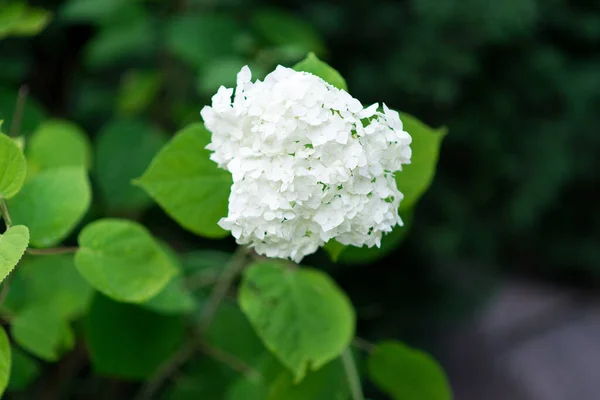 Bouquet Aus Weißen Hortensien Blüte Morgen Garten Und Grünem Hintergrund — Stockfoto