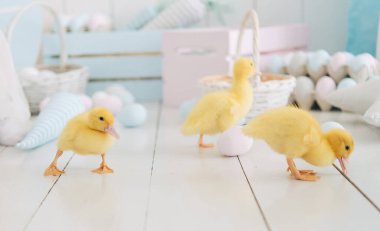 Hafif arka planda küçük sarı ördekler