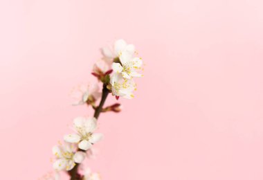 Narin pembe arka planda kayısı çiçekleri olan bir dal. Beyaz taç yaprakları ve sarı keklerle küçük bahar çiçekleri. Metnin için yer.