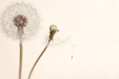 İki karahindiba ve arkaplanda kuru tohumlar.