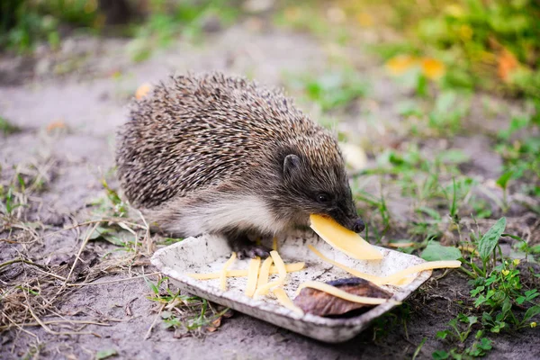 Hedgehog Наукова Назва Erinaceus Europaeus Дикий Аборигенний Європейський Їжак Зустрічається — стокове фото