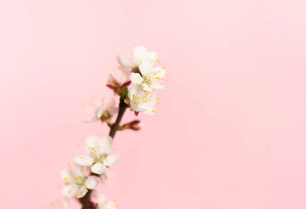 Narin Pembe Arka Planda Kayısı Çiçekleri Olan Bir Dal Beyaz — Stok fotoğraf