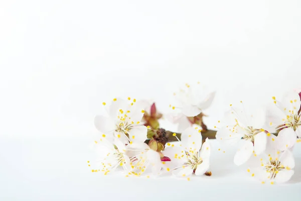 Ramo Com Flores Damascos Florescendo Fundo Branco — Fotografia de Stock