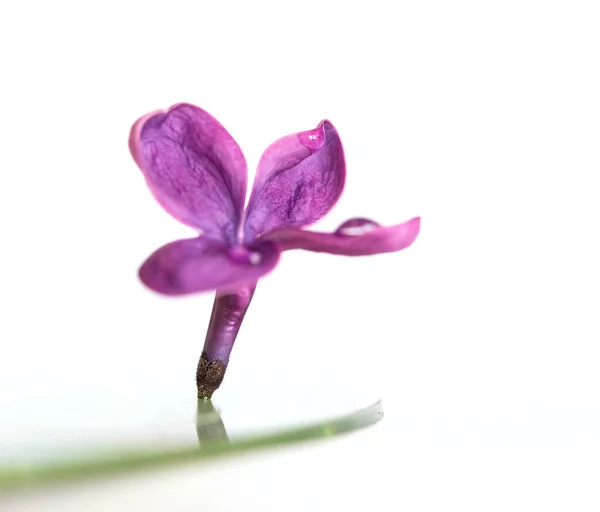 Fioletowy Kwiat Liliowy Zbliżenie Izolowane Białym Tle — Zdjęcie stockowe