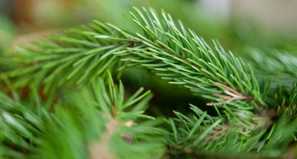 Pozadí Zelených Jedlových Větví Pro Vánoční Novoroční Slavnostní Pozdrav Design — Stock fotografie