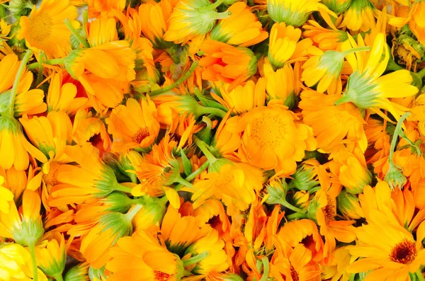 Taze Organik Takvim Çiçekleri Parlak Turuncu Kadife Çiçeklerinin Üniforma Arka — Stok fotoğraf