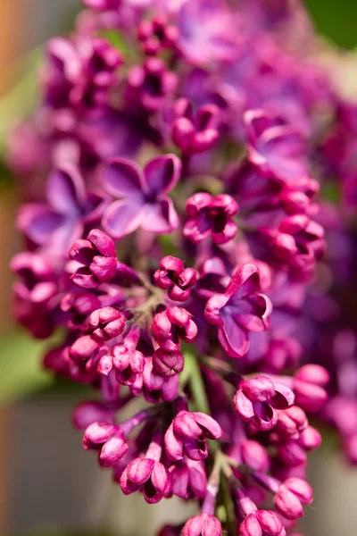 Flores Lilás Roxas Como Fundo Fundo Primavera — Fotografia de Stock