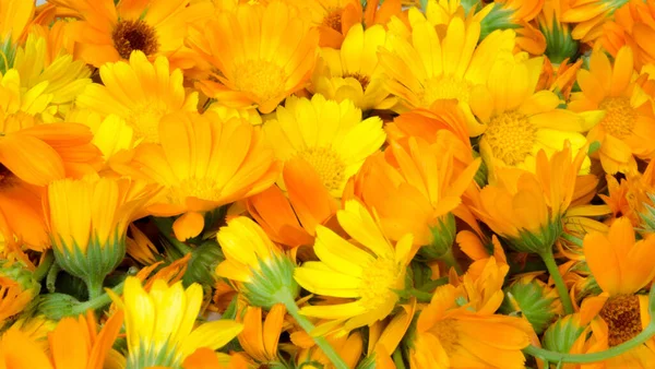 Fresh Organic Calendula Flowers Background Uniform Background Bright Orange Marigold — Stock Photo, Image