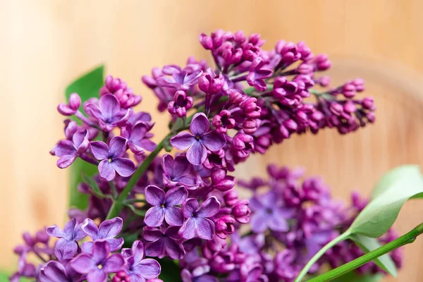 Flores Lilás Roxas Como Fundo Fundo Primavera — Fotografia de Stock