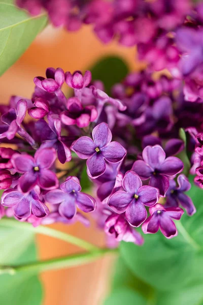 Flores Lilás Roxas Como Fundo Fundo Primavera — Fotografia de Stock