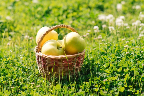 Manzanas Orgánicas Una Canasta Exuberante Hierba Verde Jardín Espacio Para — Foto de Stock