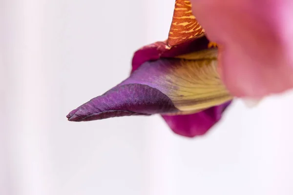Крупним Планом Квітковий Фон Рослини — стокове фото