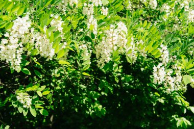 ağaç beyaz akasya çiçek şube