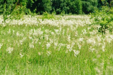 Meadowsweet veya Labaznik (lat. Filipndula (Filipndula), Rosaceae familyasından bir bitki türü. Güneşli bir yaz gününde çayır.