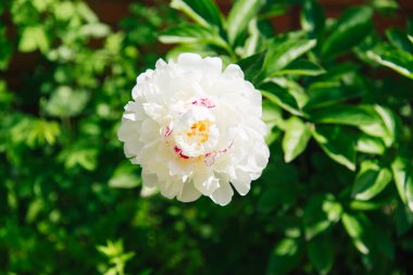 Arka planda yeşil yapraklı harika beyaz şakayık çiçekleri var. Beyaz, pembe bir şakayık renginde.. 