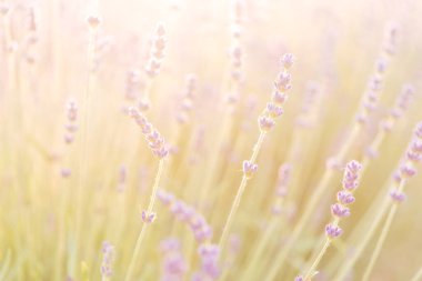 Lavanta tarlası manzarası yaz sabahı bulanık arka plan. Yaz lavantası. Çiçek arkaplan. Sığ alan derinliği