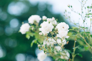 Bulanık çiçeğin arka planındaki beyaz gül çiçeği tespihte. Doğa.