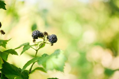 Bahçede olgun böğürtlen. Metin için kopyalama alanı olan kart.
