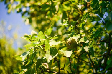 Armut, meyve ağacı mavi gökyüzüne karşı