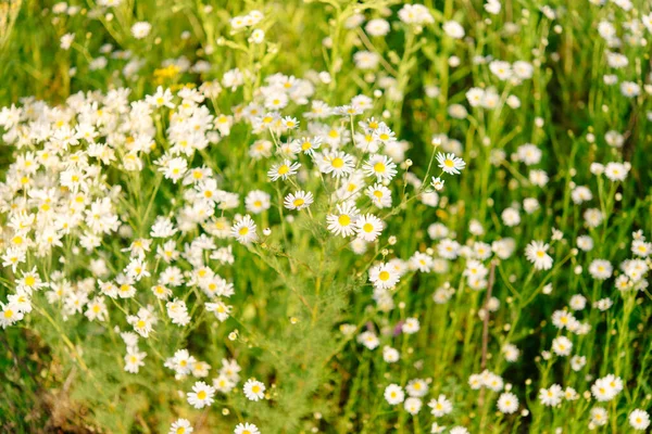 Nyári Rét Virágzó Százszorszép Virágokkal Kis Szirmú Kerti Virágok Gyepen — Stock Fotó