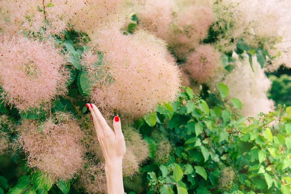 繊細なピンクのふわふわスカンピア コティヌス の茂みの緑豊かな開花 花を保持する美しい女性の手 — ストック写真