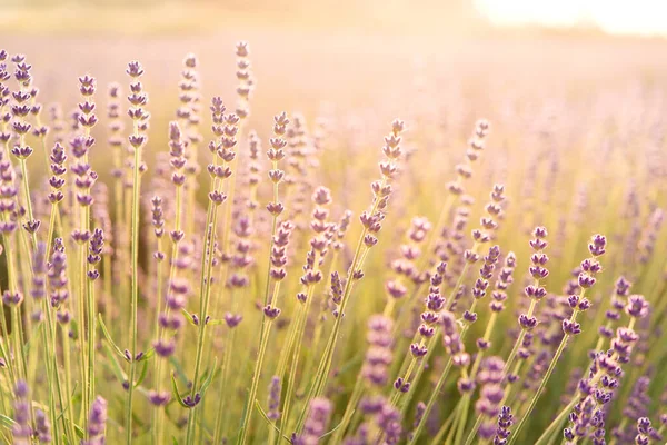 Kerst Achtergrond Groene Dennen Takken Feestelijke Achtergrond Creatieve Compositie Met — Stockfoto