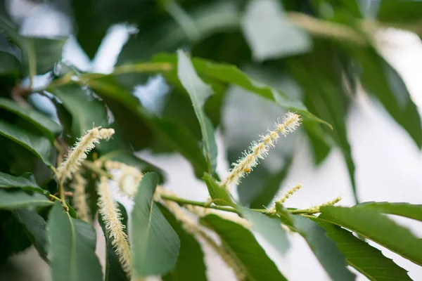 Amerikansk Kastanj Blomningsperiod Sällsynt Utrotningshotad Trädart — Stockfoto