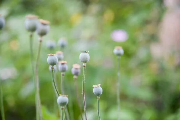 Detail Green Heads Opium Poppy Growing Field Agriculture Harvest Sunny — Stock Photo, Image