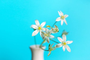 Ornithogalum umbellatum. Mavi arka planda vazodaki kır çiçekleri.