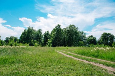Taze yeşil yapraklı büyük ağaçlı yaz çayırı. Güneşli bir gün.