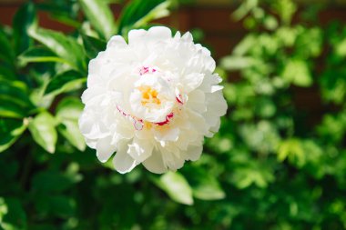 Arka planda yeşil yapraklı harika beyaz şakayık çiçekleri var. Beyaz, pembe bir şakayık renginde..