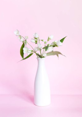 Beyaz seramik vazoda pembe arka planda yasemin açıyor. Sanat konsepti. İskandinav iç tasarımı, insan yok. Bahar hala hayat