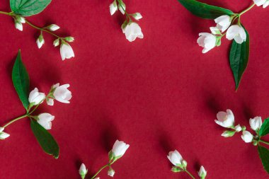 Kırmızı arka planda güzel beyaz yasemin çiçekleri. Düğün, doğum günü, parti ya da diğer kutlamalar için fotokopi odası olan daire..