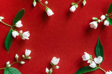 Kırmızı arka planda güzel beyaz yasemin çiçekleri. Düğün, doğum günü, parti ya da diğer kutlamalar için fotokopi odası olan daire..