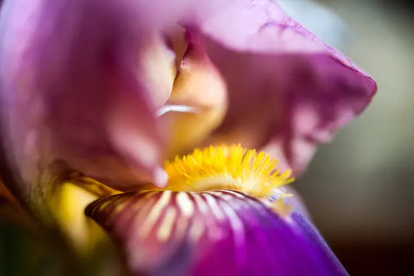 Zblízka Květiny Květinové Rostliny Pozadí — Stock fotografie