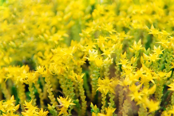 Gul Sedum Blommor Trädgården — Stockfoto