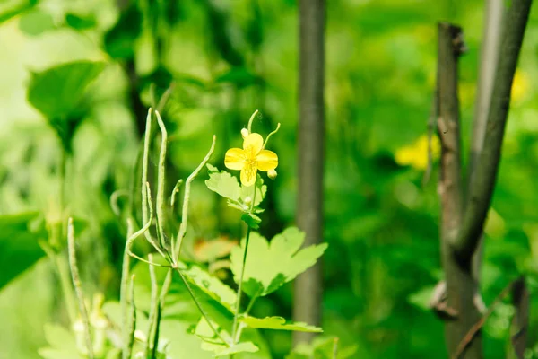 Flor Planta Celidonia Amarilla Bosque — Foto de Stock