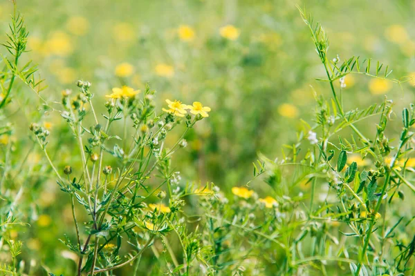 Ranunculus Repens Odlas Naturlig Miljö — Stockfoto