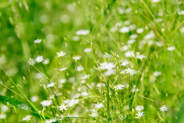 Erva Galinha Comum Stellaria Media Com Pequenas Flores Brancas — Fotografia de Stock