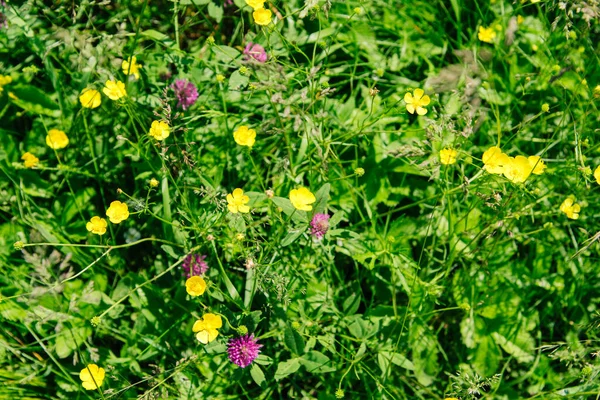 Természetes Környezetben Termesztett Ranunculus Repens — Stock Fotó