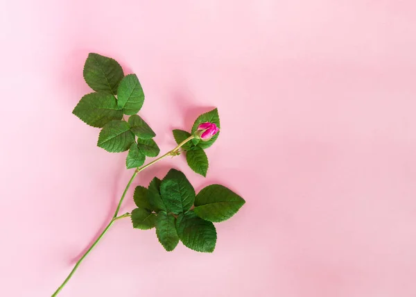 Yeşil Yapraklı Pembe Gül — Stok fotoğraf