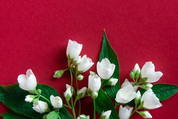 Belles Fleurs Jasmin Blanc Sur Fond Rouge Pose Plate Avec — Photo