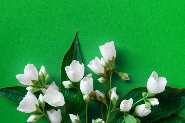 Mooie Witte Jasmijnbloemen Een Groene Achtergrond Flat Lay Met Kopieerruimte — Stockfoto