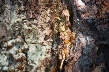 Ağaç kabuğu. Resin ağacın hasarlı bölgelerini tespit eder.
